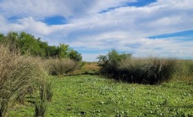 13 ha en San Anselmo